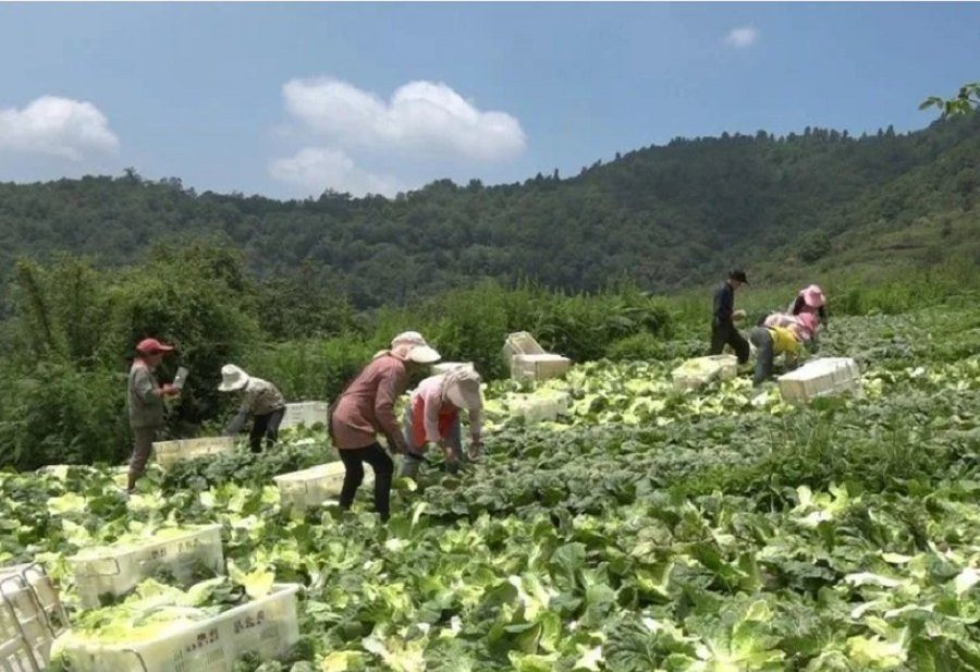 甘肃榆中高原夏菜 中甘21甘蓝 冷链直发南方