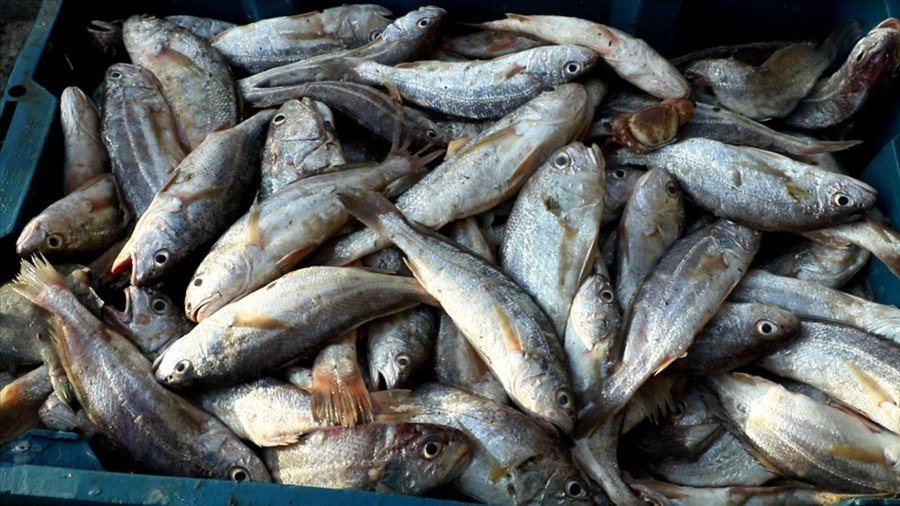 福建宁德大黄鱼 深水网箱 冰鲜400—600g 天天有货
