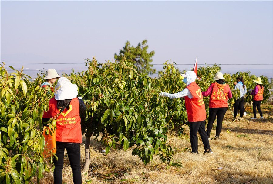 广西百色桂七芒 台农芒 现果在地头 支持代发