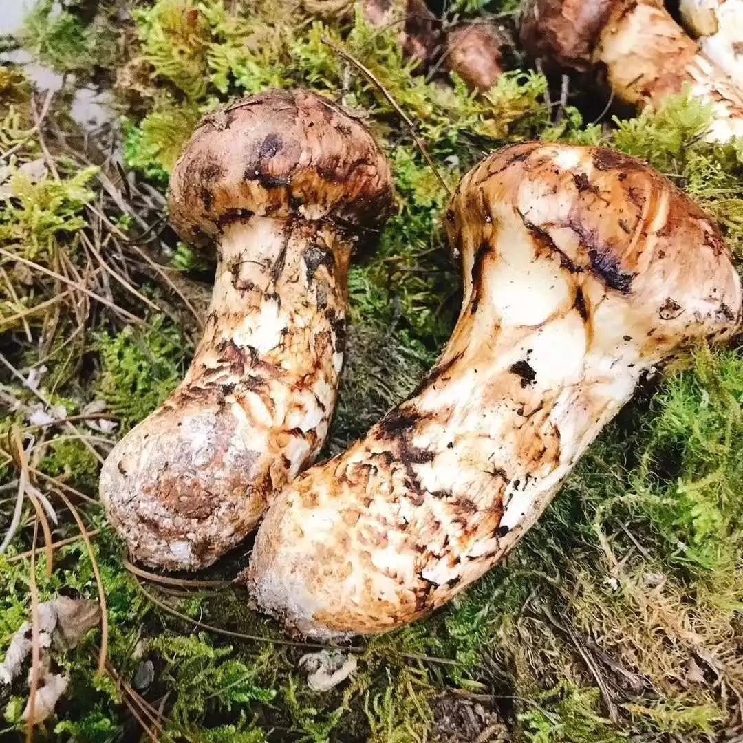云南香格里拉高山松茸 鲜货 5—7cm 当天冷链空运