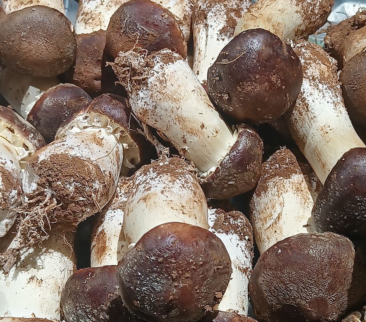 食用菌菇
