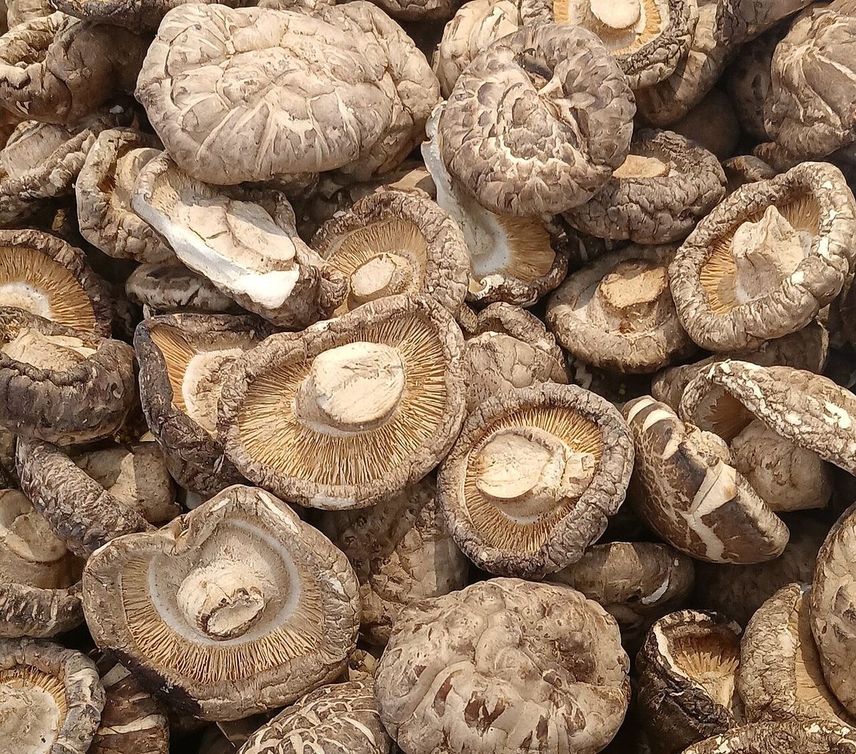 香菇脚/木耳碎
