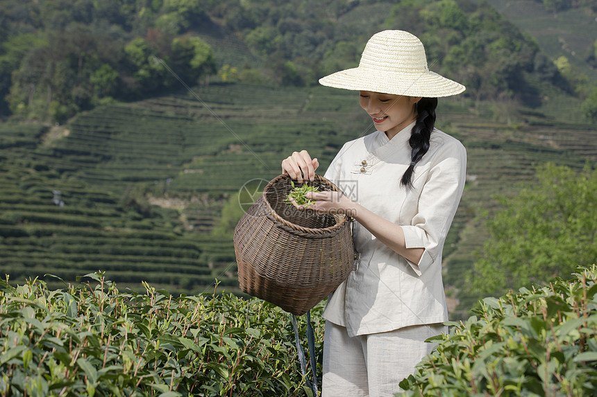 福建安溪铁观音浓香型 秋茶新货 毛茶/精包装均可